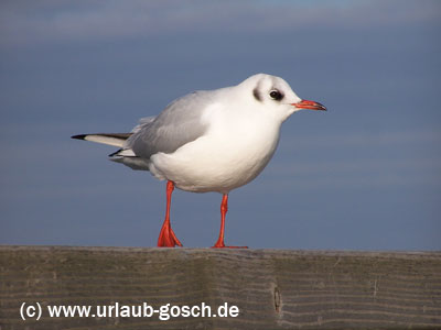 M&ouml;we