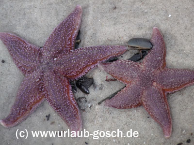 Seesterne